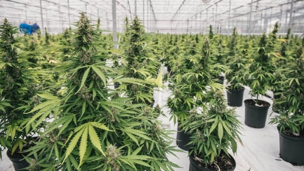 Dropping rates and significant tax stress will mean cannabis sector bankruptcies, warns producer