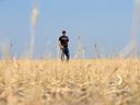 Jason Schneider, Vulcan County councillor, reeve and farmer stands in his neighbour's wheat field devastated by drought conditions in 2021.